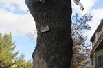 پلاك كوبي درختان شهر اروميه با استفاده از سيستم اطلاعات جغرافيايي GIS و نقشه برداري و ثبت موقعيت توسط دستگاه GPS