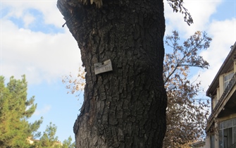 پلاك كوبي درختان شهر اروميه با استفاده از سيستم اطلاعات جغرافيايي GIS و نقشه برداري و ثبت موقعيت توسط دستگاه GPS