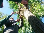 شروع ثبت نام درخواست هاي مردمي درقالب عمليات هرس زمستاني درختان و درختچه ها