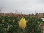 کاشت 150 هزار  پیاز گل لاله در بوستان های  مختلف شهرو50 هزار پیاز گل لاله در بوستان ساعت  توسط پرسنل زحمتکش سازمان پارک ها و فضای سبز شهرداری ارومیه