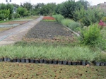تولید گیاهان پوششی مقاوم به کم آبی در سازمان پارک ها و فضای سبز شهرداری ارومیه