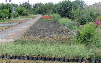 تولید گیاهان پوششی مقاوم به کم آبی در سازمان پارک ها و فضای سبز شهرداری ارومیه
