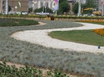 استفاده از گیاه فستوکا در کاشت فضاهای سبز شهری توسط سازمان پارک ها و فضای سبز شهرداری ارومیه