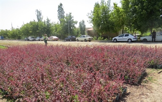 تولید درختچه های زینتی در فضای باز در واحد تولیدات سازمان پارک ها و فضای سبز شهرداری ارومیه