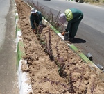 عملیات انجام شده توسط سازمان پارک ها و فضای سبز شهرداری ارومیه جهت احداث بلوار شهید طریقت