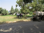 احیاء درختان محوطه ارتش و جلوگیری از خشکیدگی آنها توسط سازمان پارک ها و فضای سبز شهرداری ارومیه