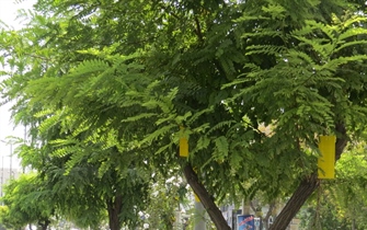 سازمان پارک ها و فضای سبز شهرداری ارومیه در راستای کاهش مصرف سموم شیمیایی و حفظ محیط زیست اقدام به اجرای طرح مدیریت کنترل تلفیقی آفات گیاهان نمود.