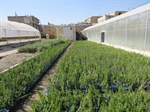 تکثیر و تولید انواع گل ها و درختچه های زینتی توسط واحد تولیدات در نیمه دوم سال  در نهالستان های سازمان