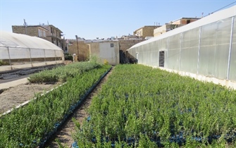 تکثیر و تولید انواع گل ها و درختچه های زینتی توسط واحد تولیدات در نیمه دوم سال  در نهالستان های سازمان