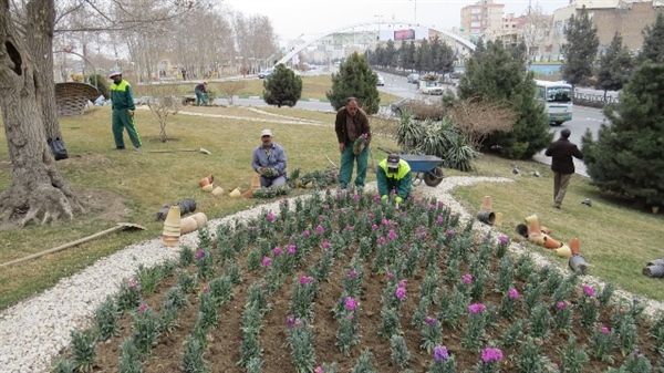 آغاز عملیات کاشت بیش از 3میلیون بوته گلهای فصلی ودایمی درسطح شهر برای استقبال ازسال جدید