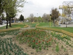 آغاز شکوفایی بیش از300  هزار گل لاله در بوستان های مختلف سطح شهر