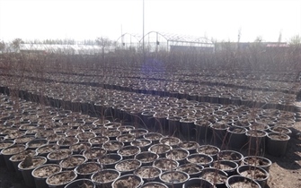 گلدانی نمودن بیش از 50000 اصله درخت در واحد تولیدات سازمان پارک ها و فضای سبز شهرداری ارومیه