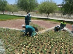 عملیات  تعویض گل های بهاره توسط سازمان  پارکها وفضای سبز شهرداری ارومیه در سطح شهر آغاز شد.