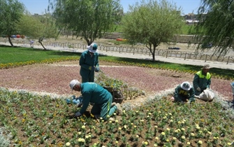 عملیات  تعویض گل های بهاره توسط سازمان  پارکها وفضای سبز شهرداری ارومیه در سطح شهر آغاز شد.