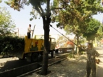 عملیات هرس تابستانه و باز پیرایی درختان سطح شهر
