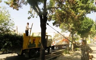عملیات هرس تابستانه و باز پیرایی درختان سطح شهر