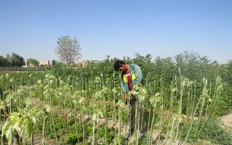 شروع عملیات پیوندزنی جهت تکثیر گونه های پیوندی درختان زینتی درنهالستان ارغوان