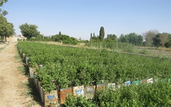 تولیدوگلدانی نمودن بیش از  100000بوته ازانواع درختچه های زینتی در واحد تولیدات سازمان پارک ها و فضای سبز شهرداری ارومیه
