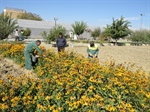بذرگیری گیاهان و گلهای فصلی در واحد تولیدات سازمان