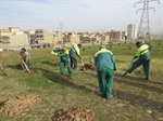 کاشت گل محمدی درفضای سبزشهر ارومیه آغازشد.