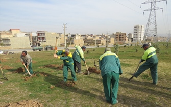 کاشت گل محمدی درفضای سبزشهر ارومیه آغازشد.