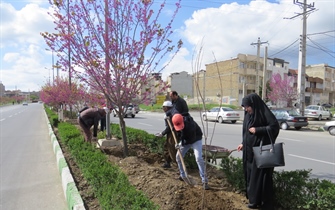 تغذیه درختان در سطح شهر به روش چالکود