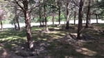 اجرای عملیات اصلاح تشتک و خشکه زنی درختان پارک جنگلی
