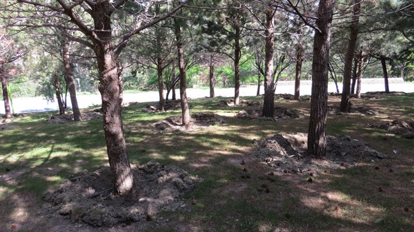 اجرای عملیات اصلاح تشتک و خشکه زنی درختان پارک جنگلی