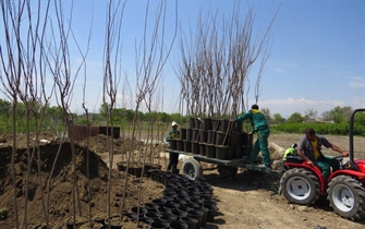 تولید و تکثیر درختان غیر مثمر با کیفیت جهت فروش و ارسال به صورت عمده به نهالکاران