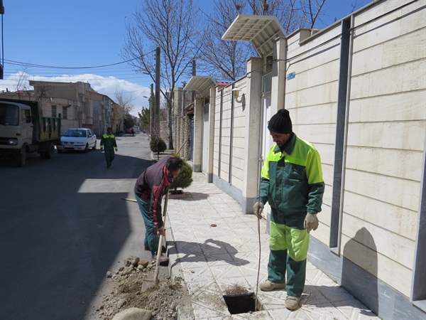 کاشت رایگان نهال توسط سازمان مقابل منازل با درخواست شهروندان