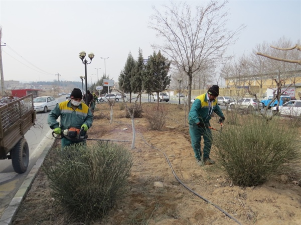 عملیات اجرایی هرس و بازپیرایی درختان و درختچه های سطح شهر