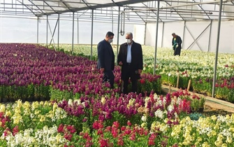بازدید شهردار ارومیه از گلخانه‌های سازمان