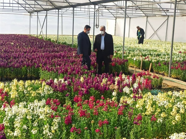 بازدید شهردار ارومیه از گلخانه‌های سازمان