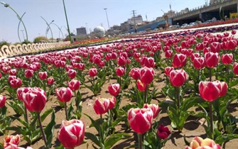 گوللرباغی ارومیه عطرآگین به 50 هزار شاخه گل لاله شد