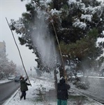برف تکانی درختان در شهر ارومیه آغاز شده است و بدون وقفه تداوم دارد