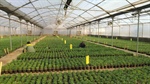 تداوم تولید و پرورش انواع گل‌ در گلخانه‌های سازمان