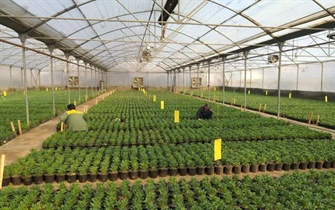 تداوم تولید و پرورش انواع گل‌ در گلخانه‌های سازمان