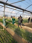 بازدید رئیس سازمان سیما ، منظر و فضای سبز شهری شهرداری ارومیه از نهالستان دیگاله