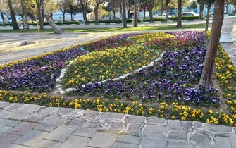 فرش هزار رنگ بنفشه زیر پای بهار در شهر ارومیه