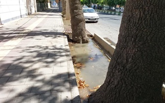 آبیاری درختان چنار خیابان دانشکده بصورت منظم انجام می شود.