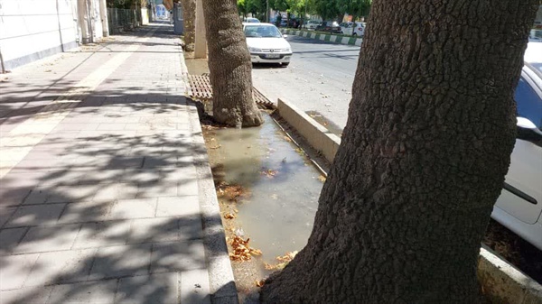 آبیاری درختان چنار خیابان دانشکده بصورت منظم انجام می شود.