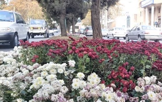کاشت انبوه گل های پاییزی در سطح شهر